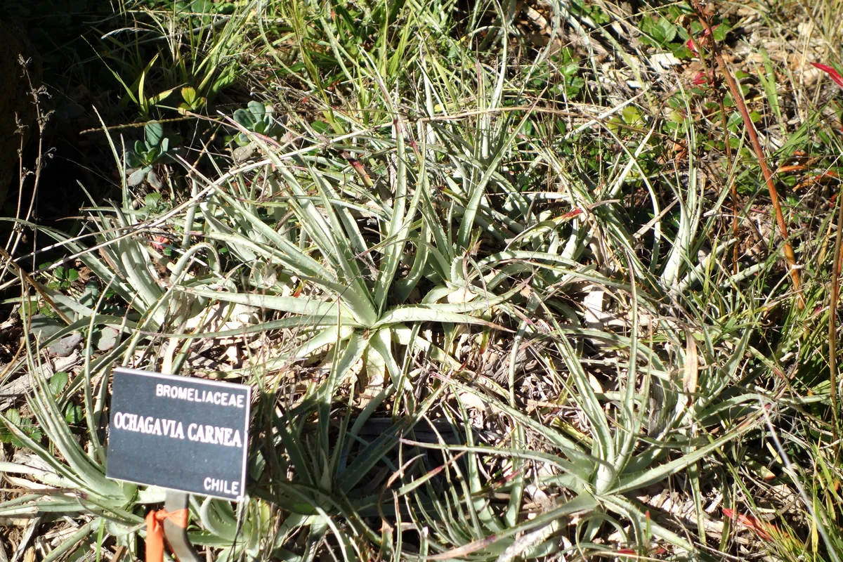 Ochagavia Bromeliad (Ochagavia carnea)