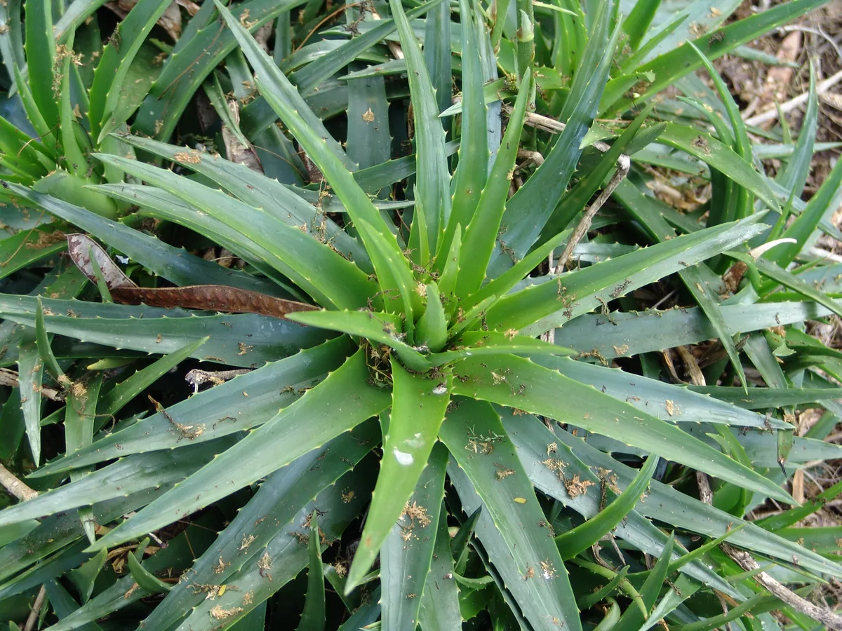 Dyckia Bromeliad (Dyckia brevifolia)