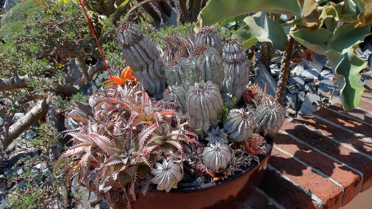 Silver Dyckia (Dyckia marnier-lapostollei)