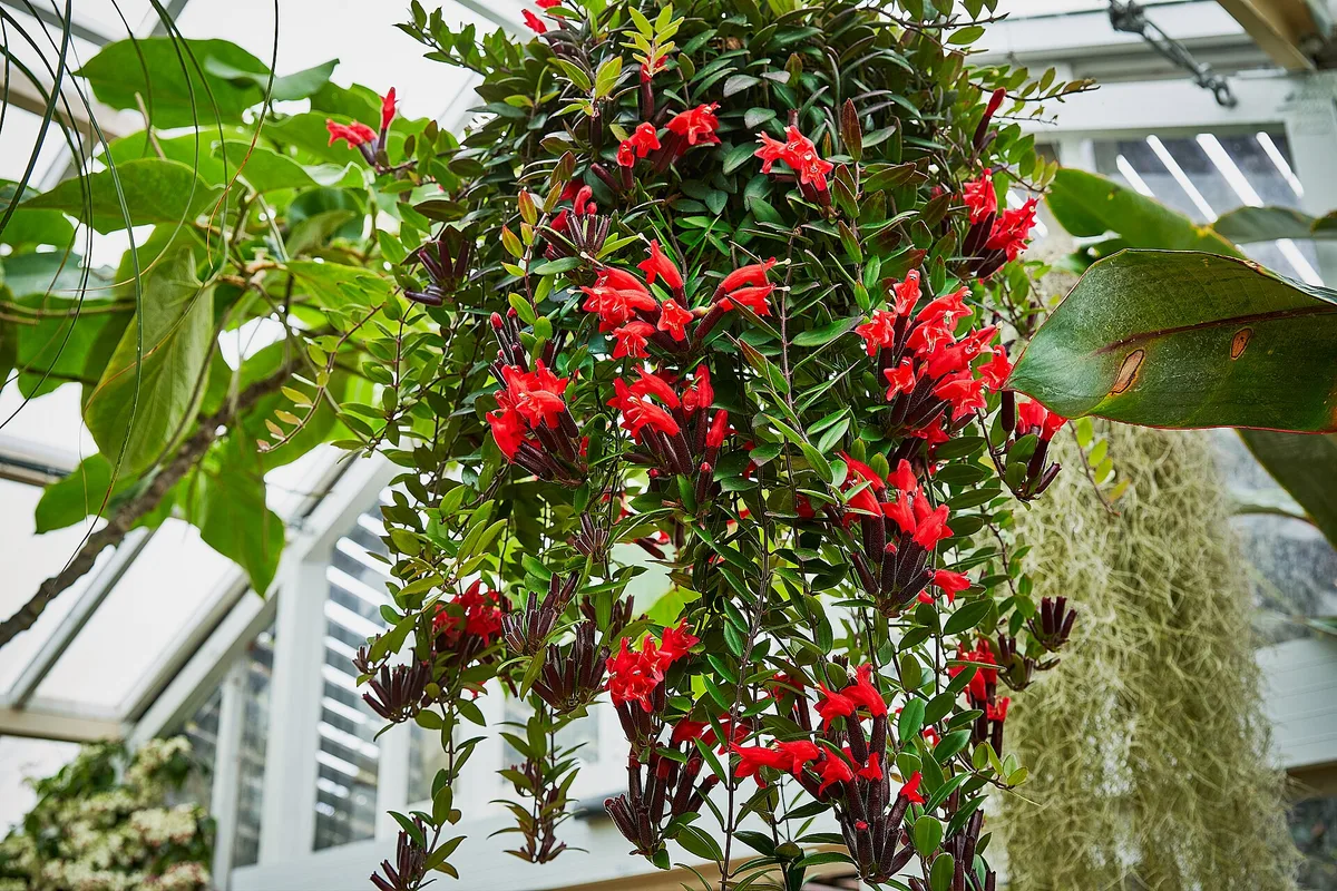 Mona Lisa Lipstick Plant (Aeschynanthus lobbianus)