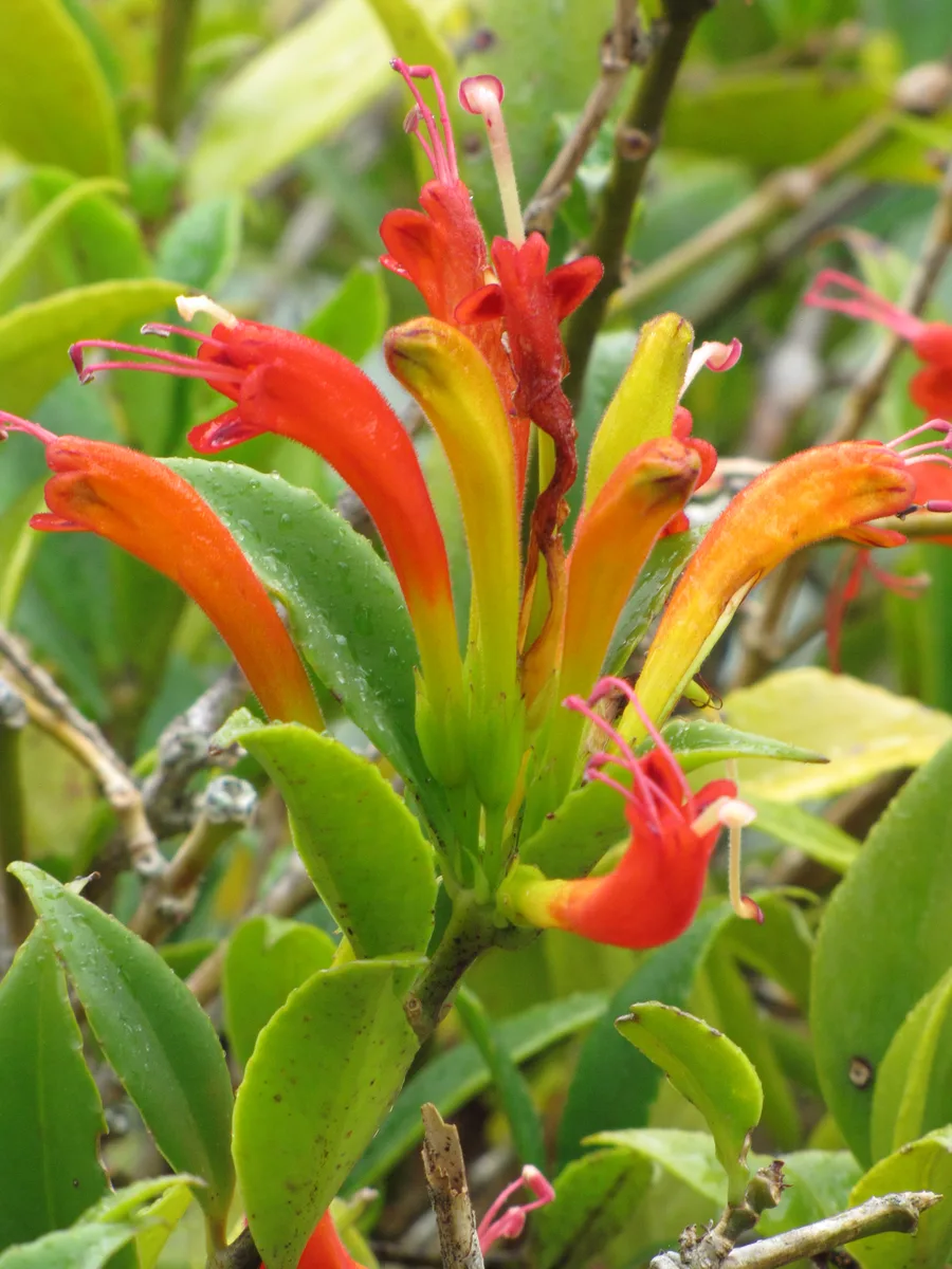 Basket Vine (Aeschynanthus speciosus)
