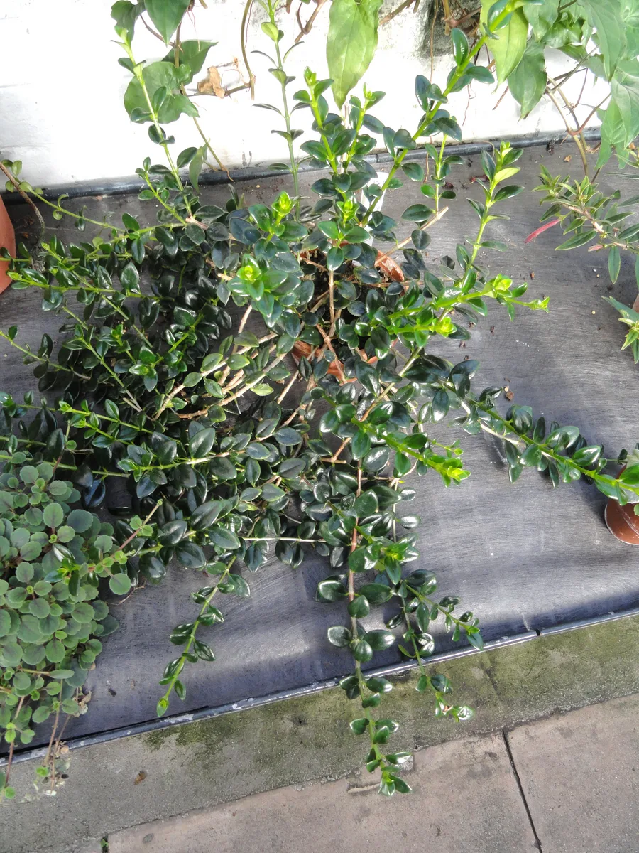 Goldfish Plant