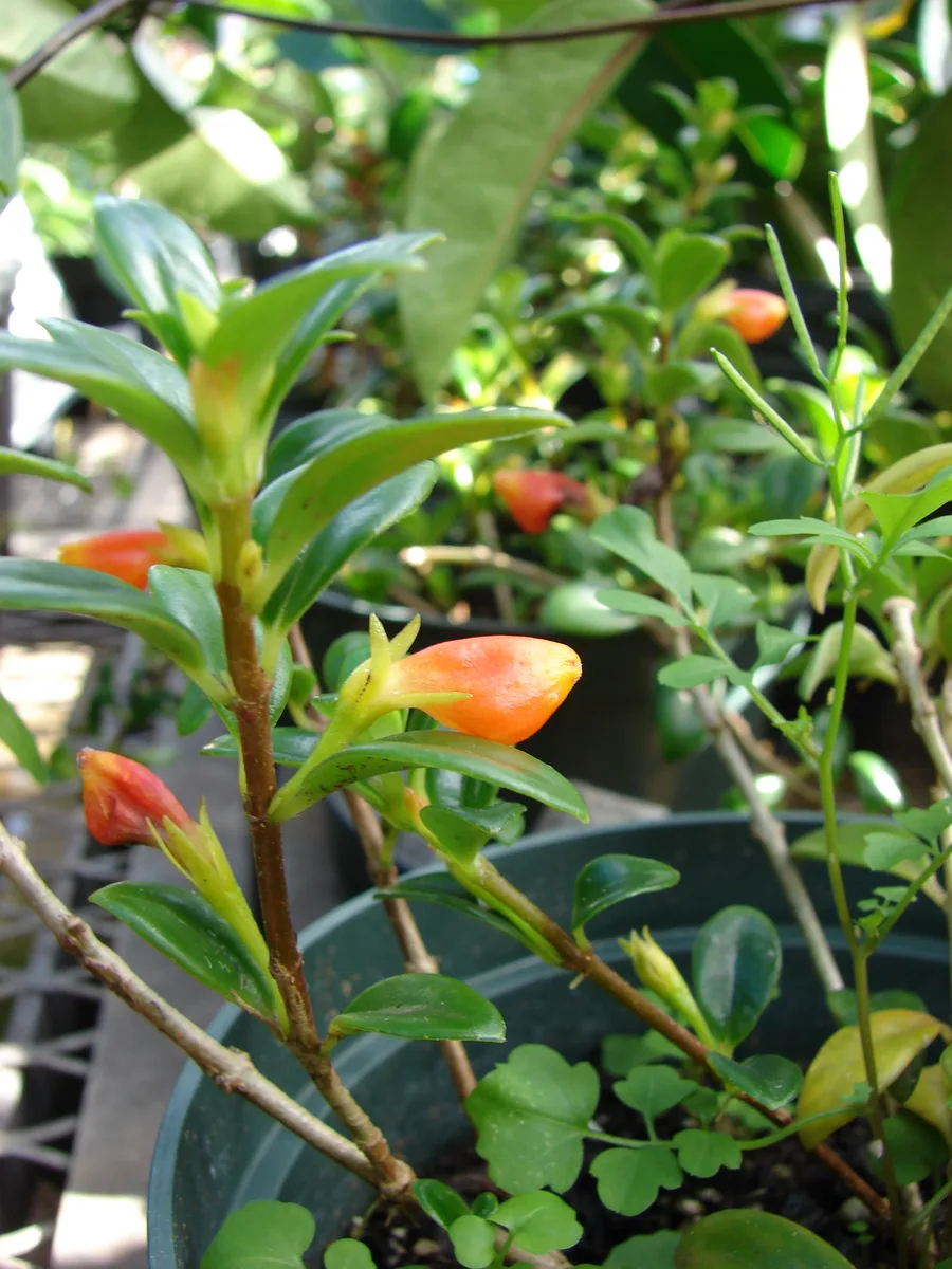 Tropical Goldfish Plant
