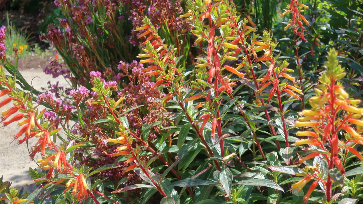Candy Corn Plant