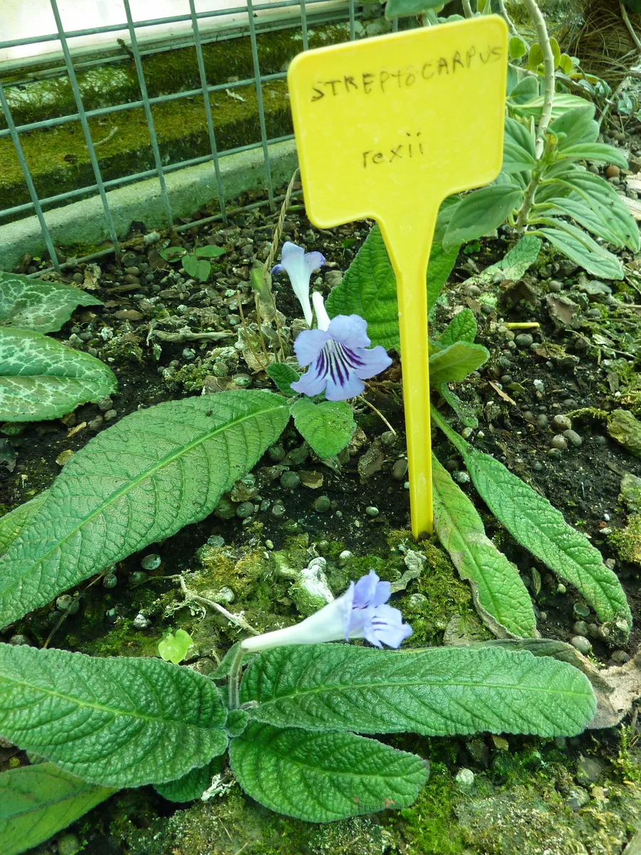 Cape Primrose (Streptocarpus rexii)
