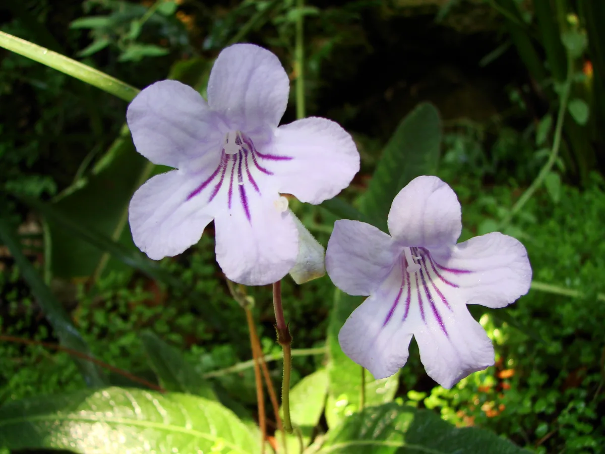 Woodland Cape Primrose (Streptocarpus gardenii)