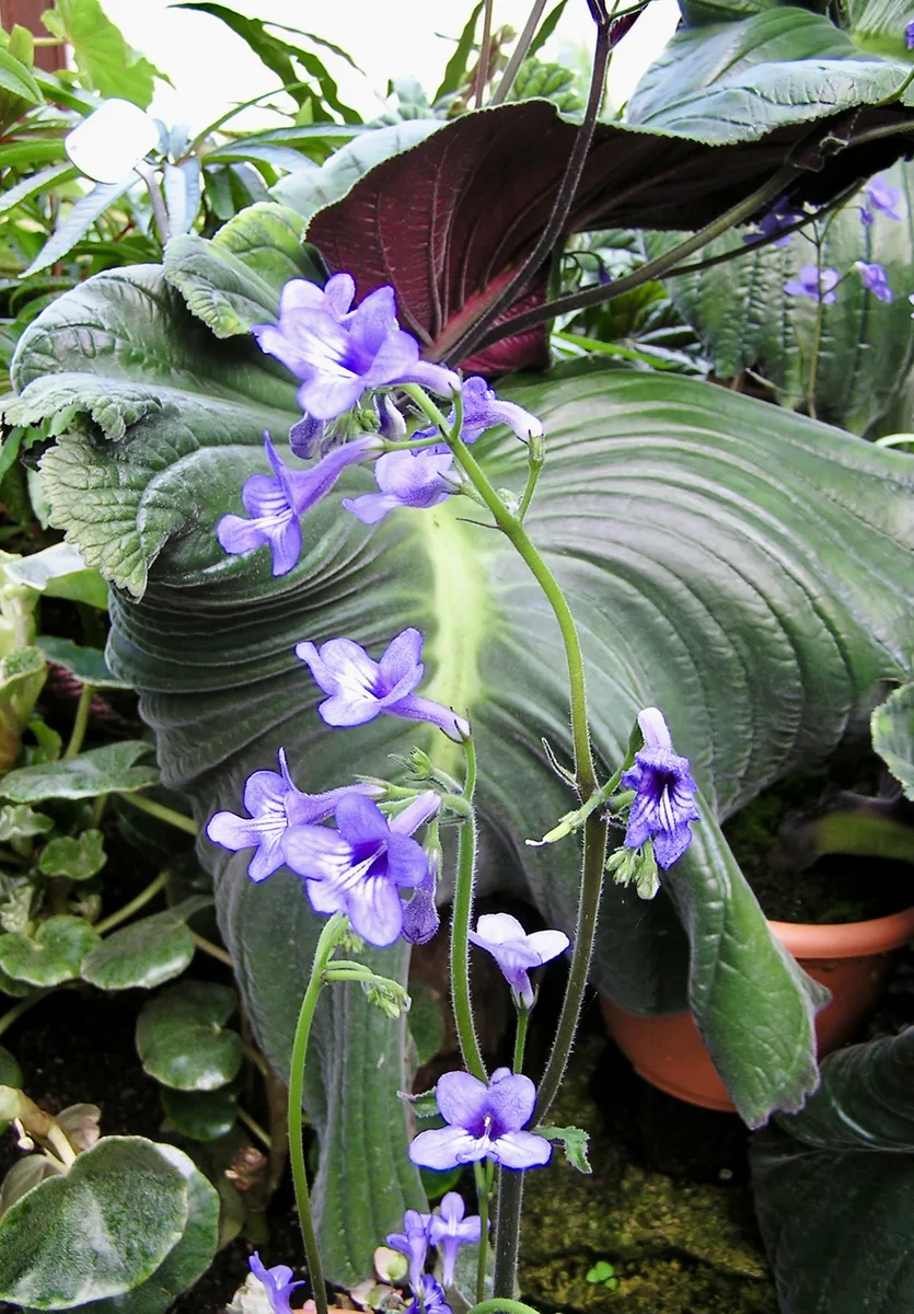 One-leaf Cape Primrose (Streptocarpus wendlandii)