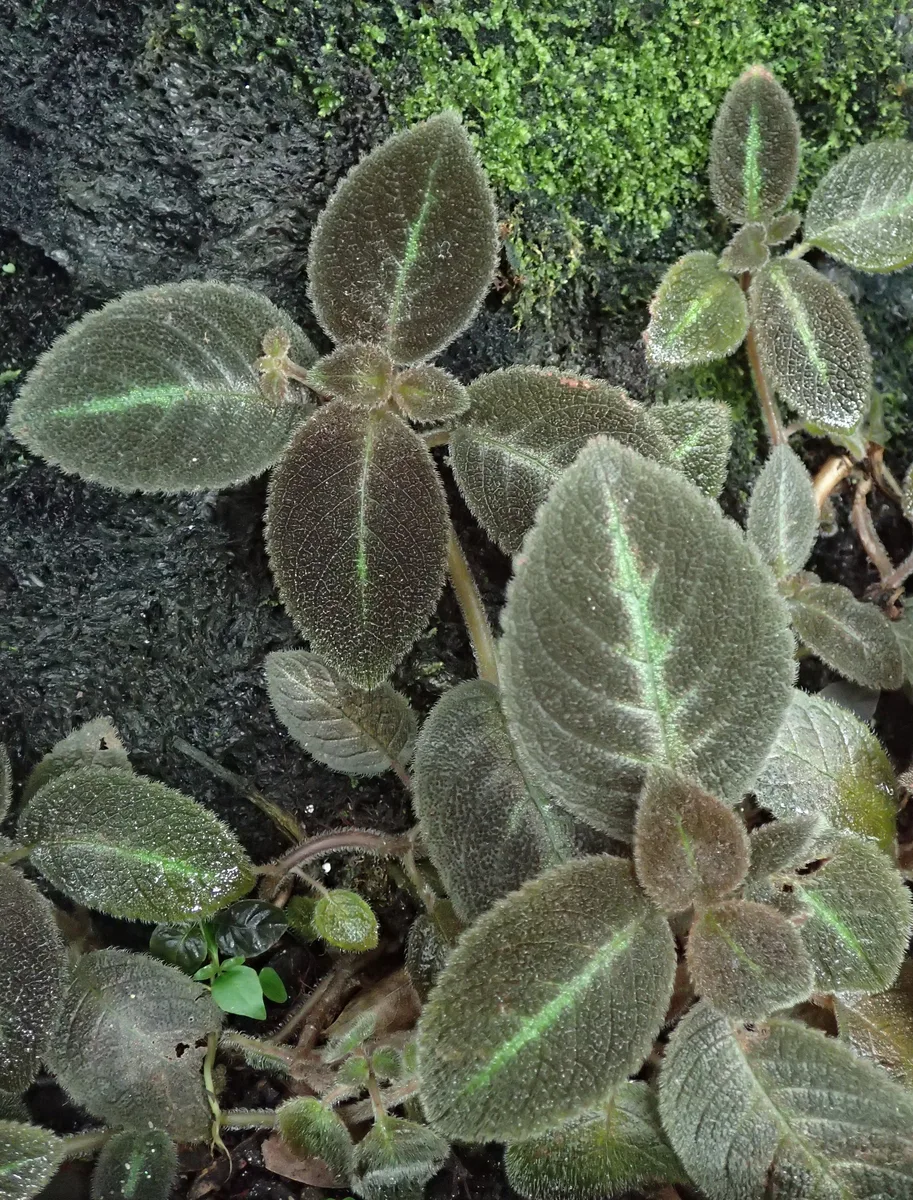Chocolate Soldier Episcia (Episcia lilacina)