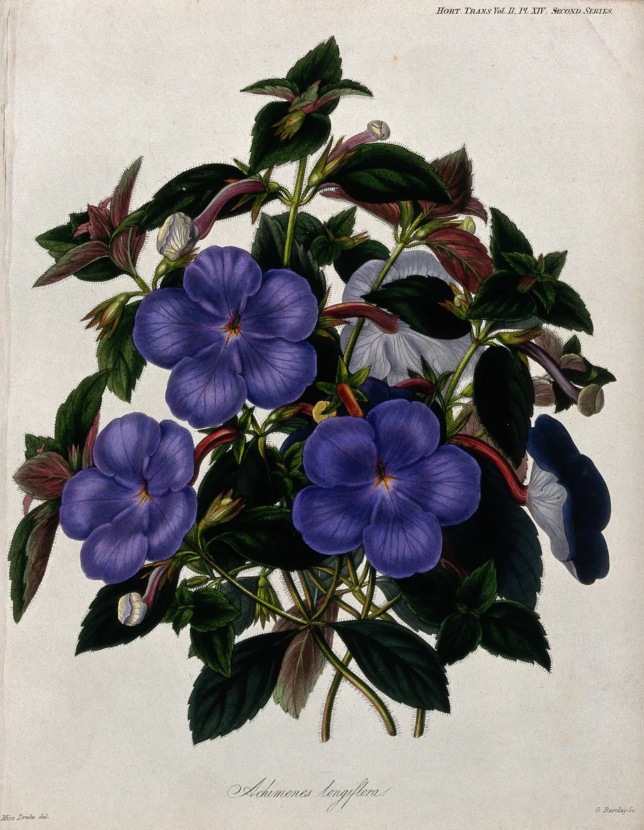 Cupid Bower Vine (Achimenes longiflora)