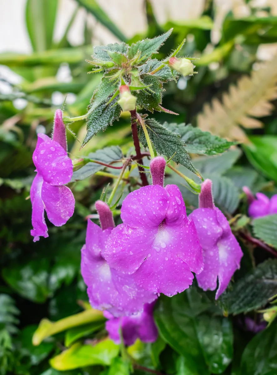 Blue Achimenes