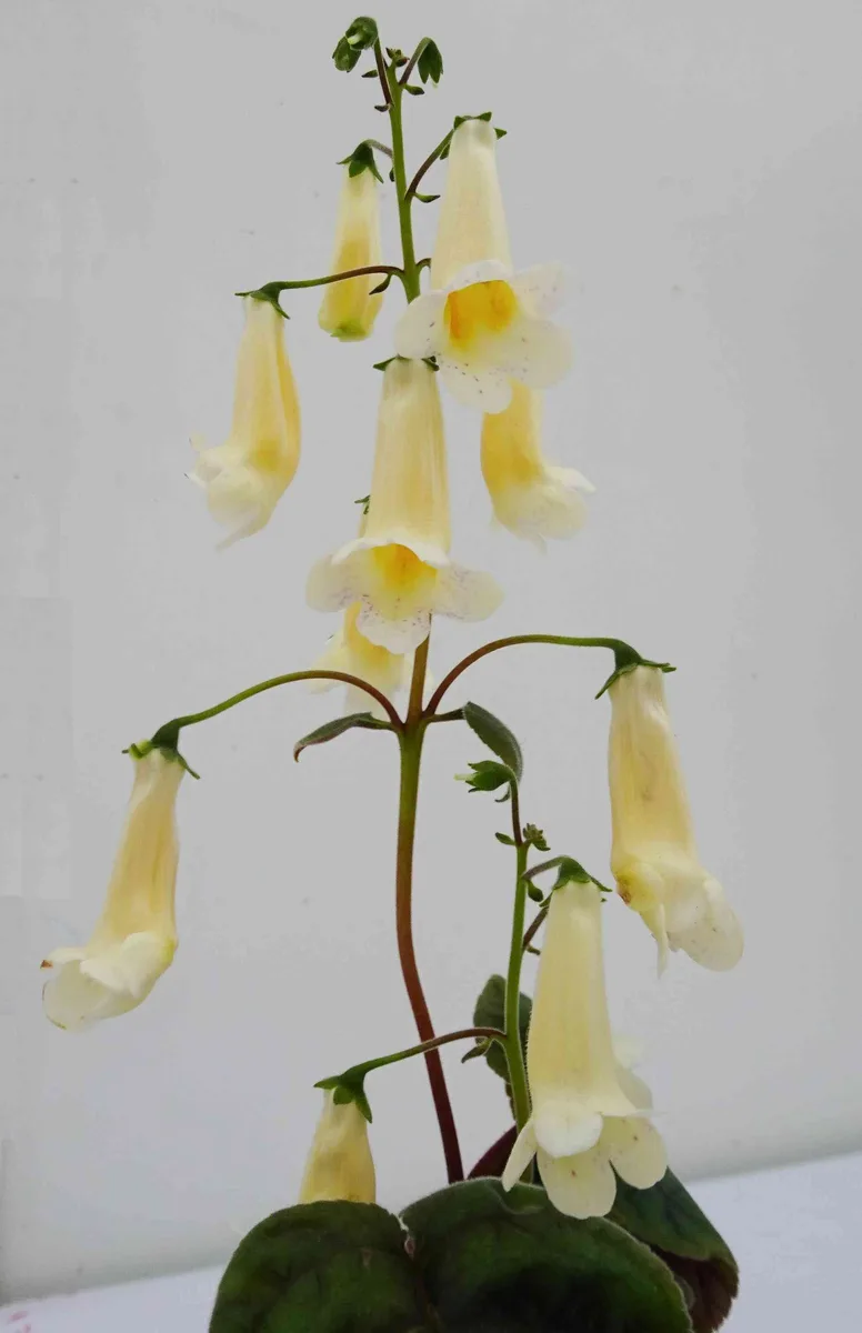 Striped Smithiantha