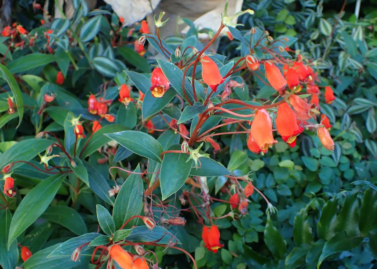 Woolly Kohleria (Kohleria hirsuta)