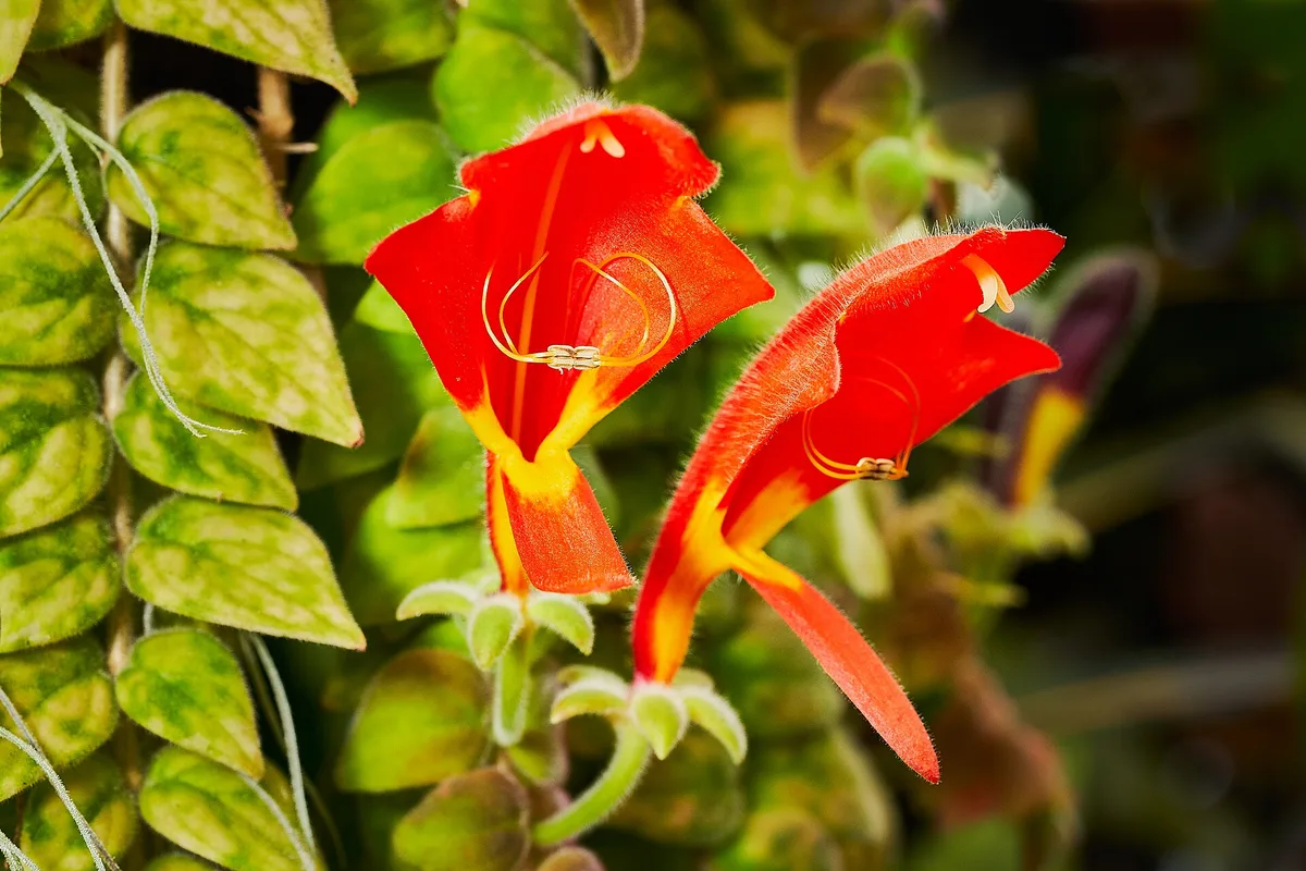 Columnea Glory