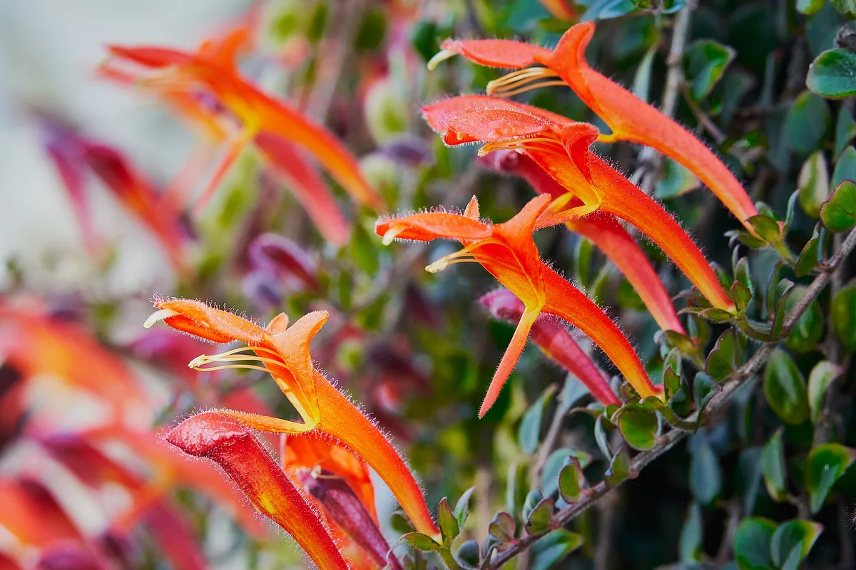 Flying Goldfish Plant