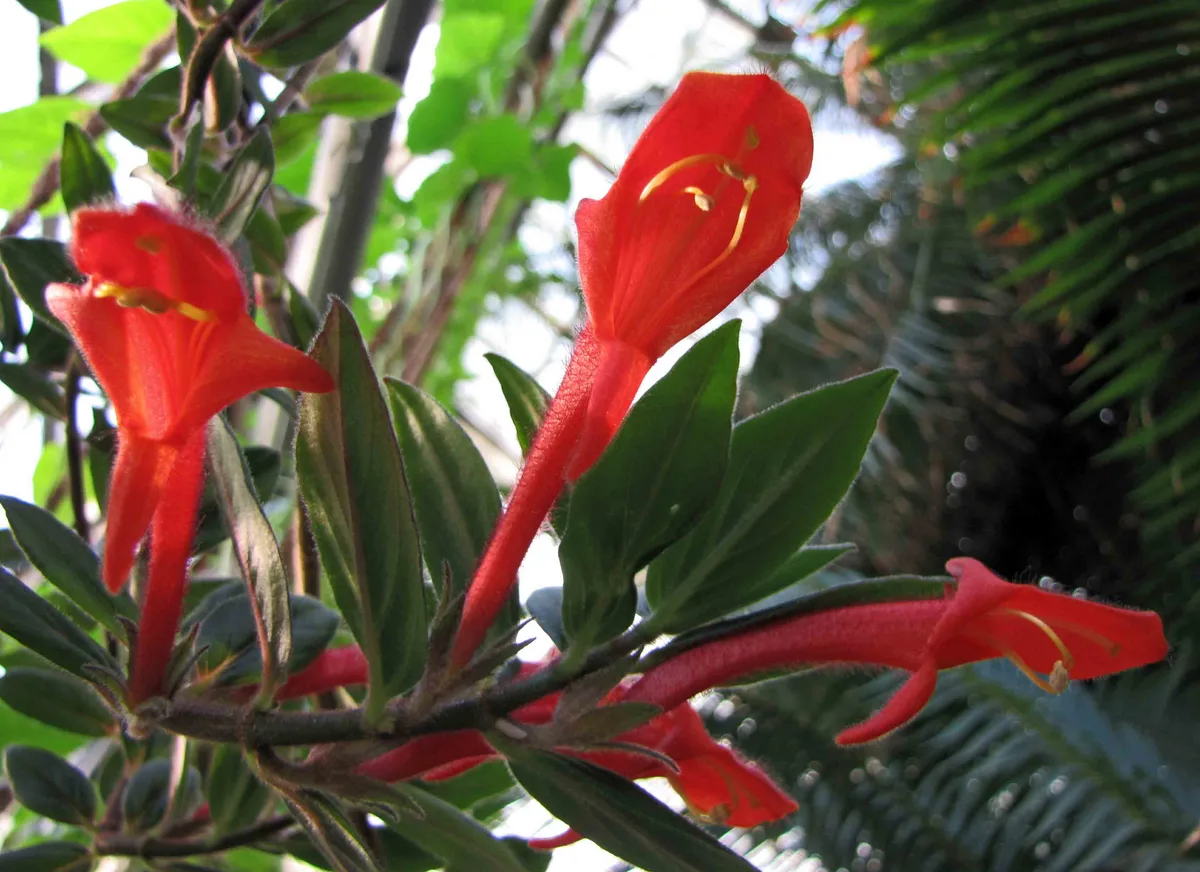 Hairy Columnea