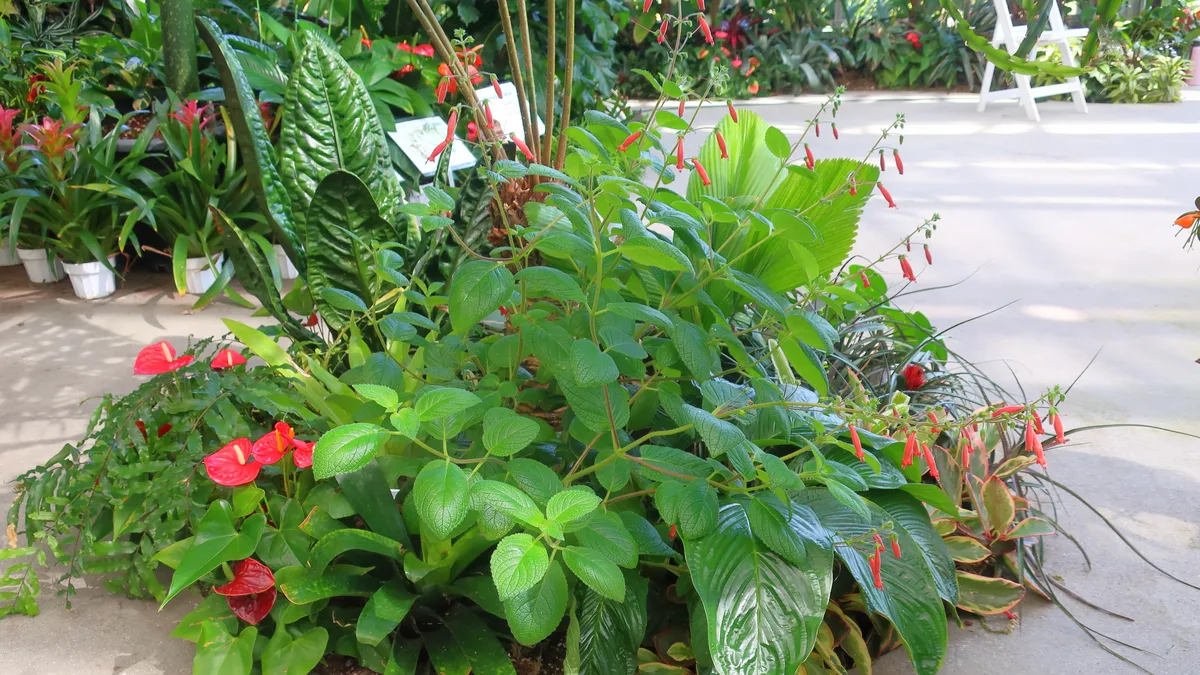 Hardy Gloxinia (Sinningia sellovii)