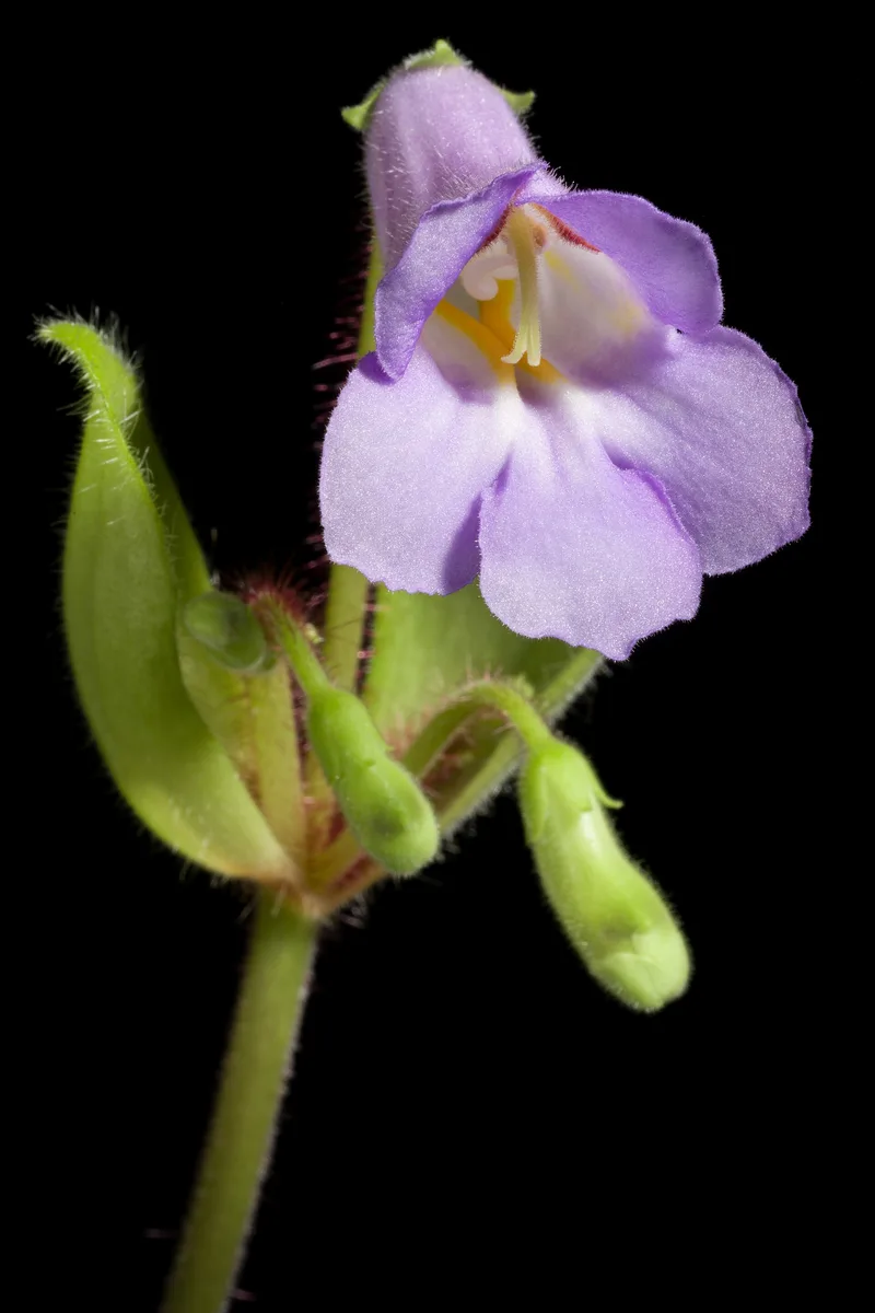 Chirita (Primulina dryas)
