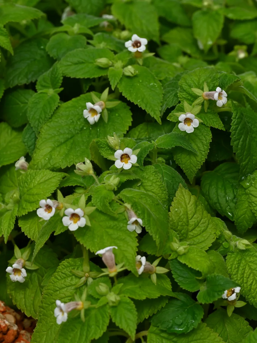 Lace Flower Vine (Alsobia punctata)