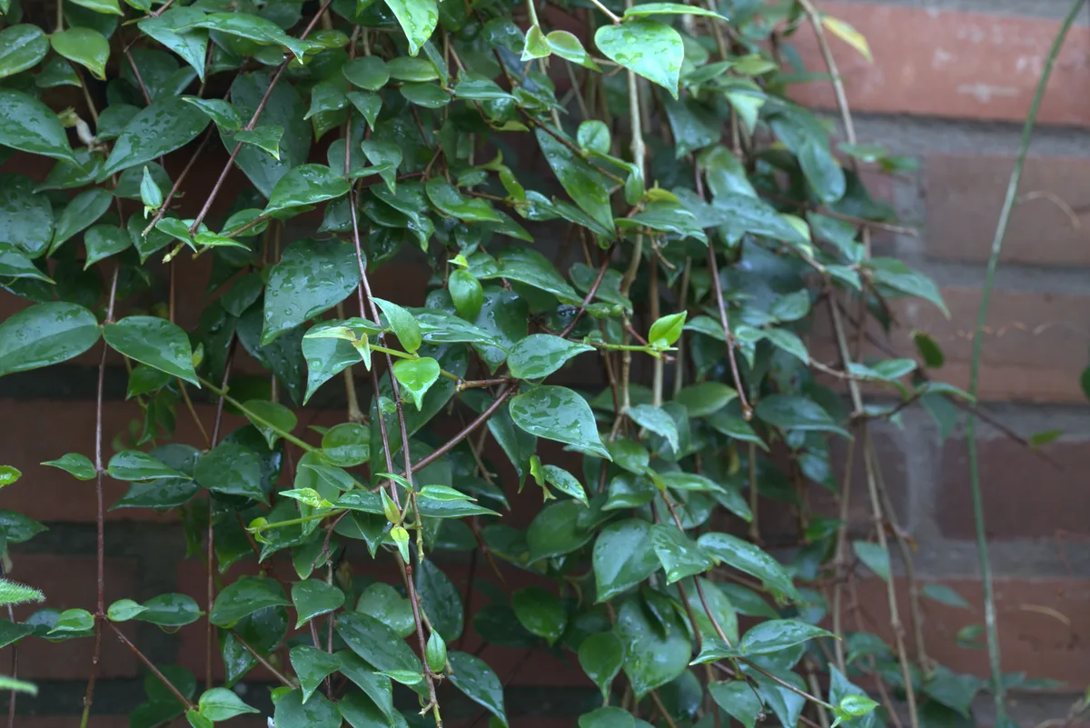 White Codonanthe