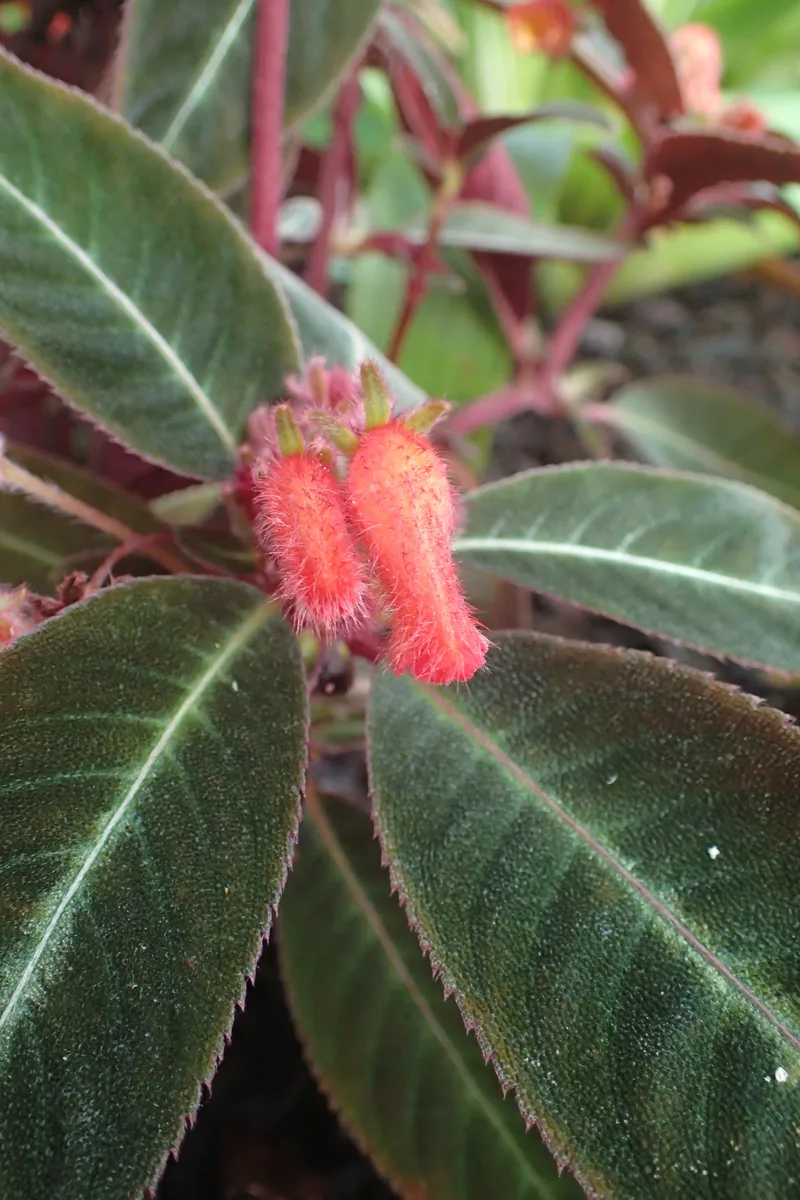 Red Pearcea (Pearcea sprucei)