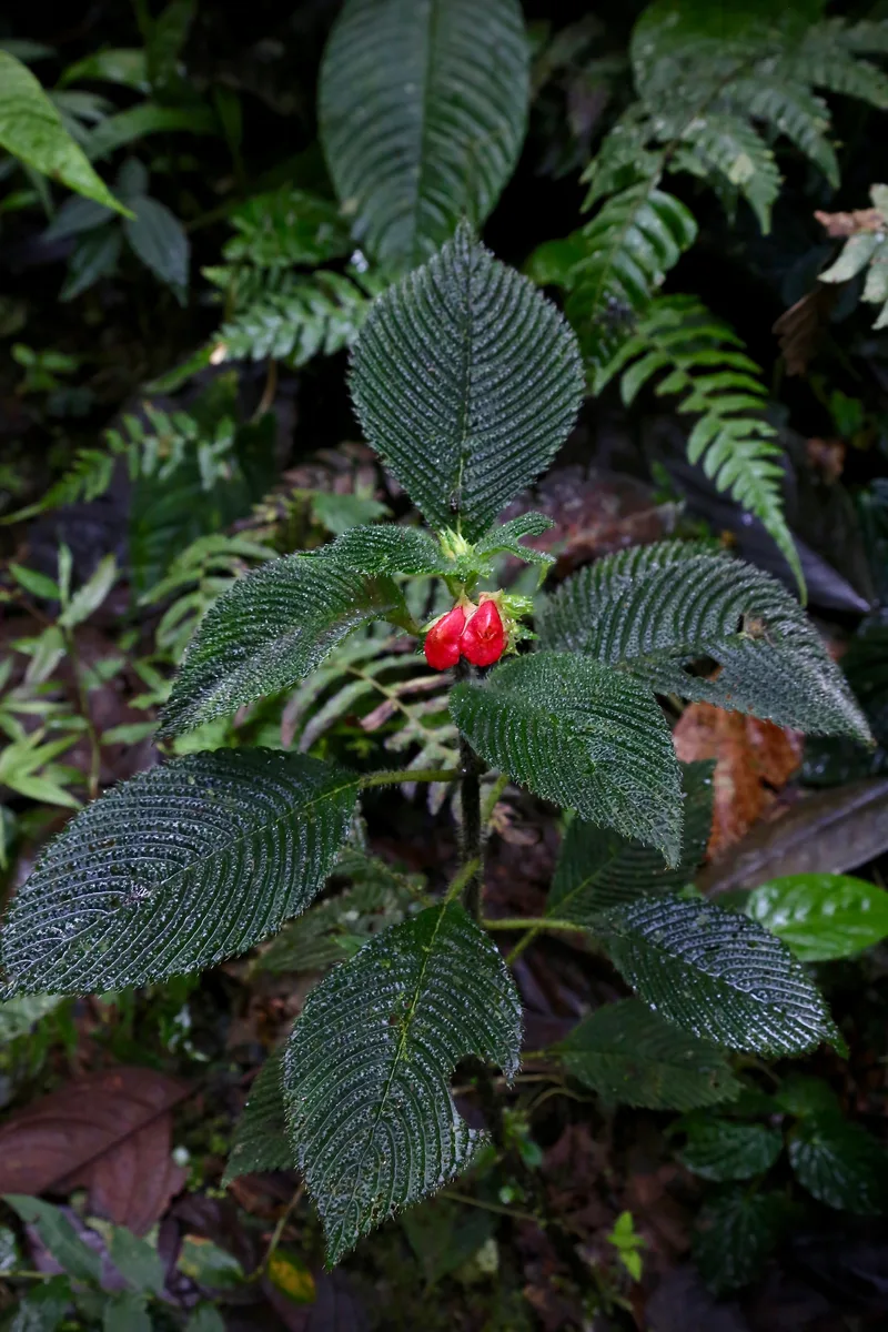 Orange Gasteranthus (Gasteranthus quitensis)