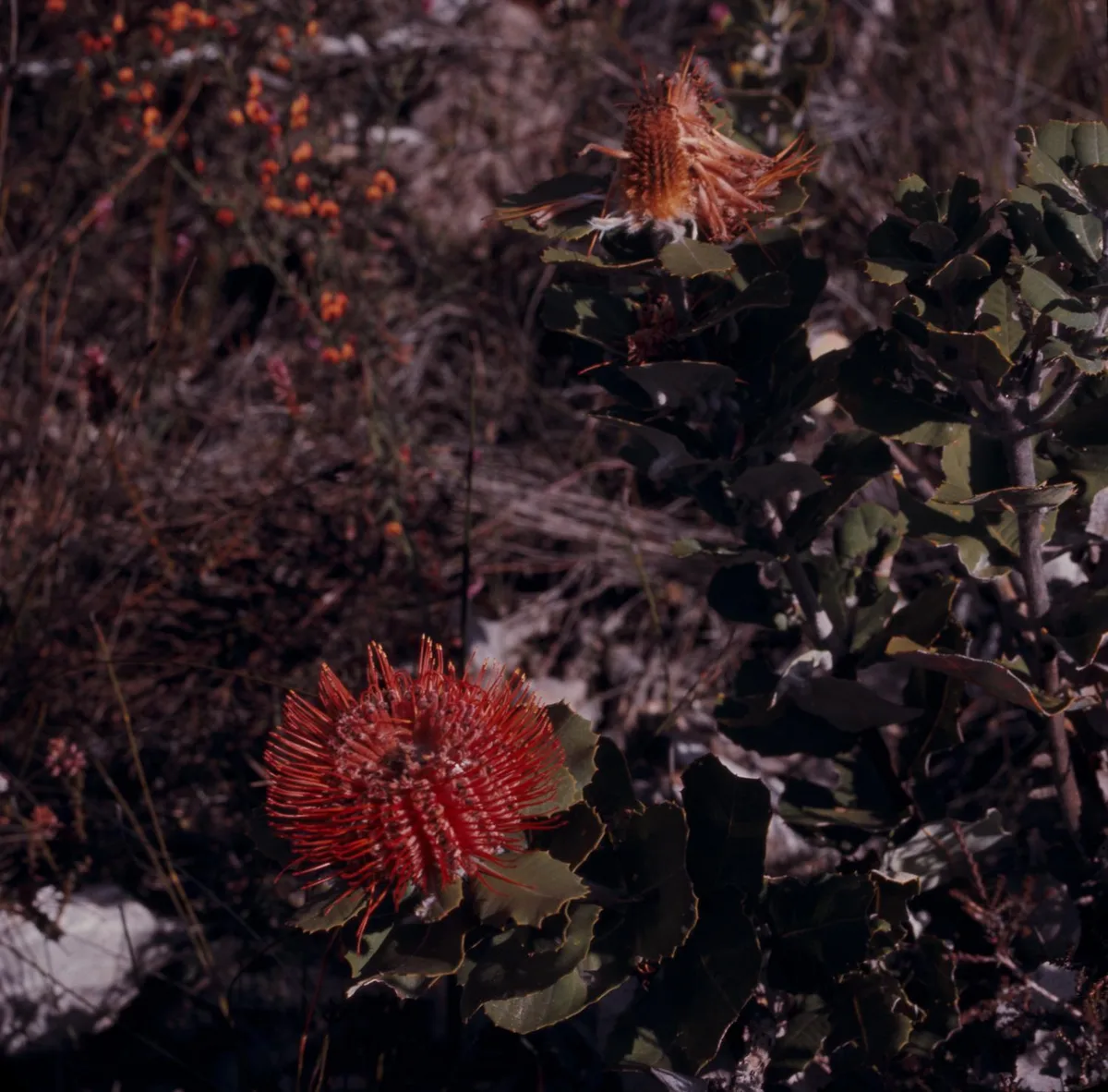 Scarlet Banksia (Banksia coccinea)