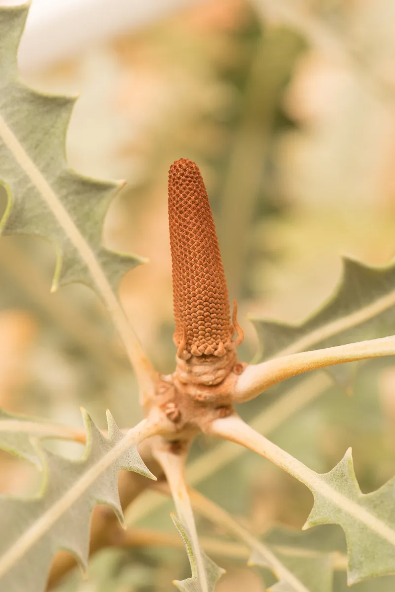 Ashbys Banksia (Banksia ashbyi)