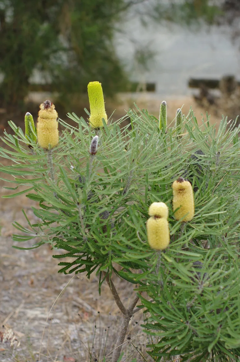 Bottlebrush Banksia (Banksia attenuata)
