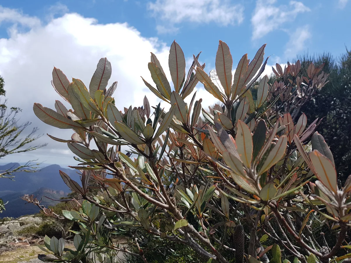 Rock Banksia
