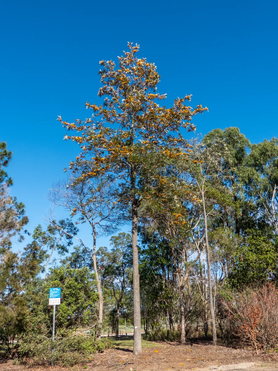 Silky Grevillea (Grevillea robusta)