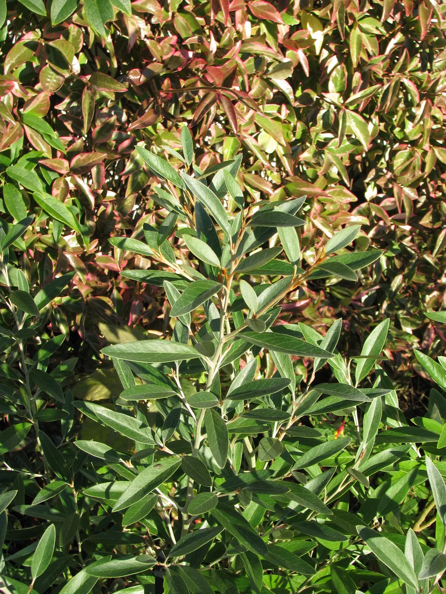Royal Grevillea (Grevillea victoriae)
