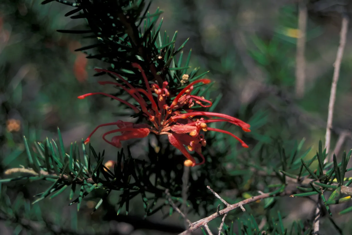 Juniper Grevillea (Grevillea juniperina)