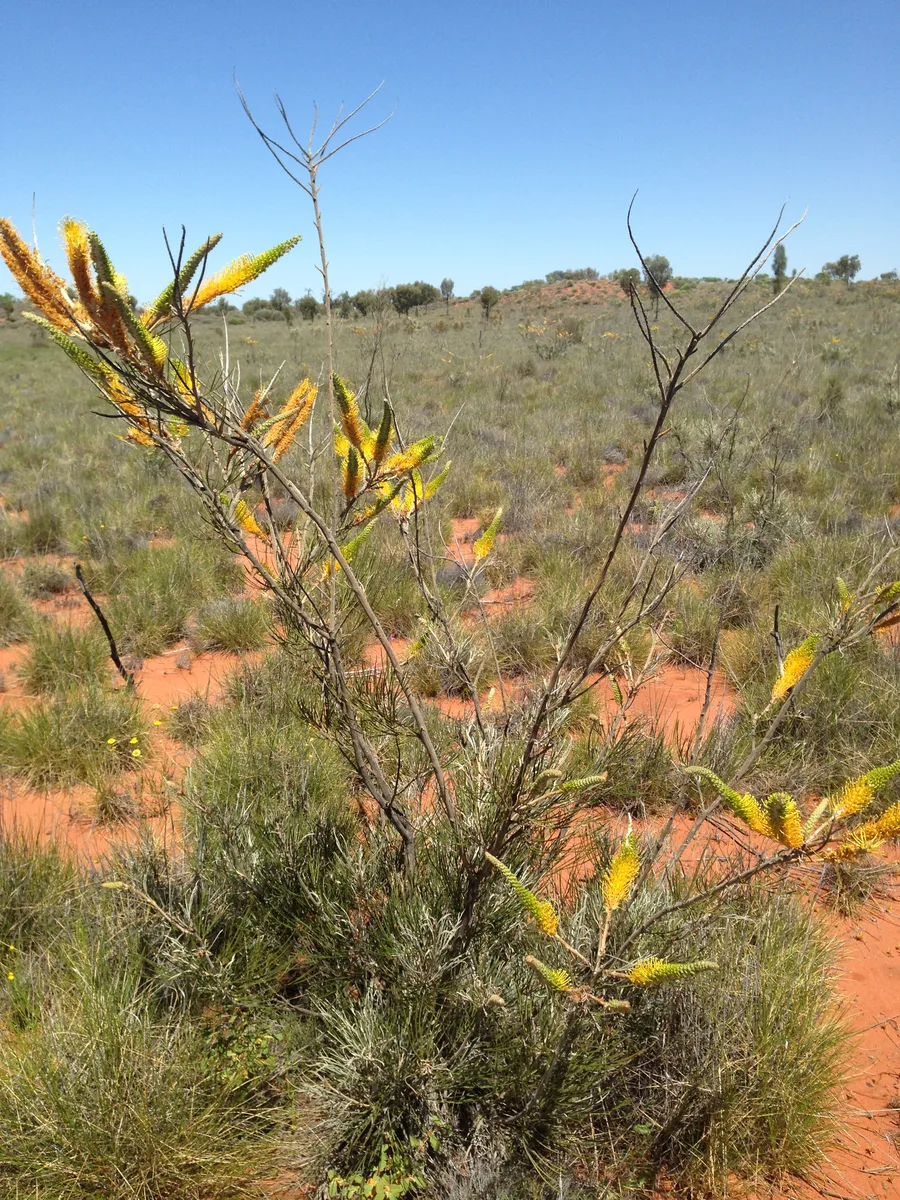 Honey Grevillea (Grevillea eriostachya)