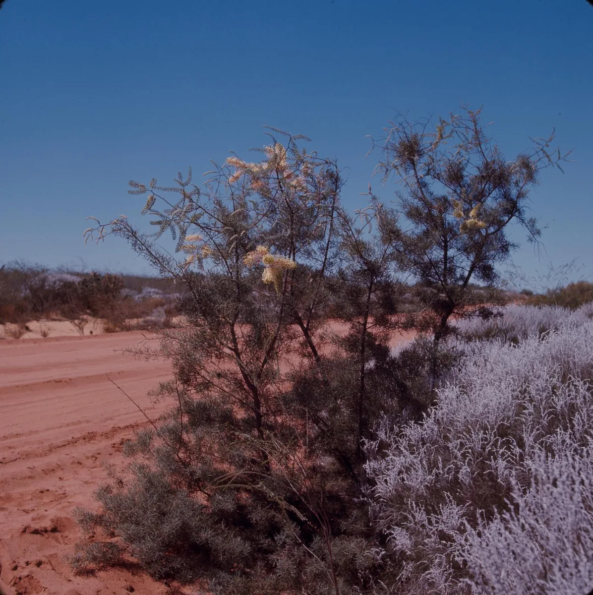 White Plume Grevillea
