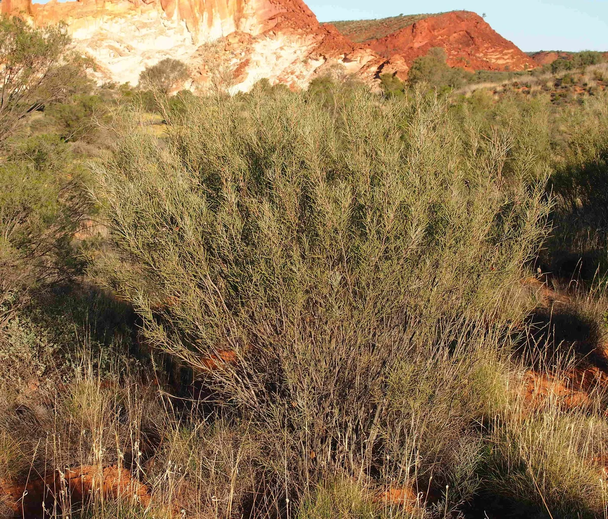 Needlewood (Hakea leucoptera)