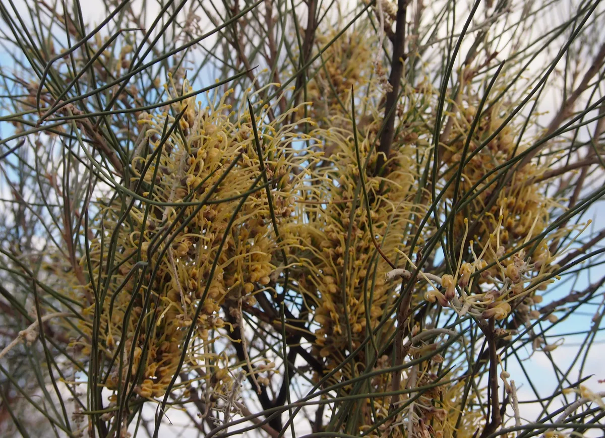 Corkwood Hakea