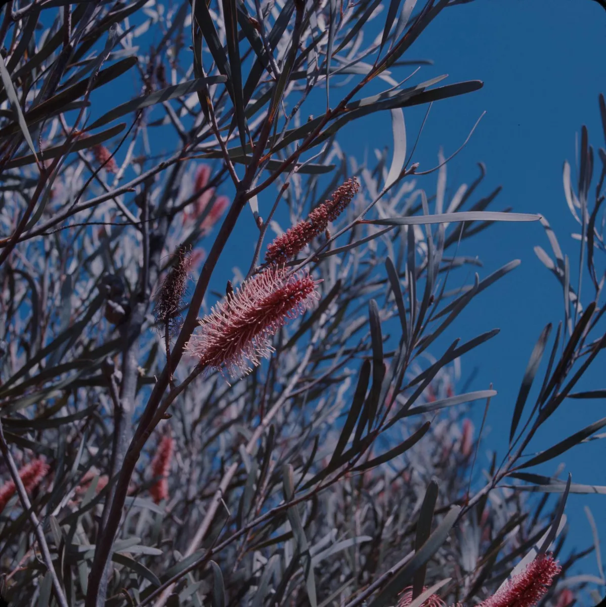 Grass-leaf Hakea (Hakea multilineata)
