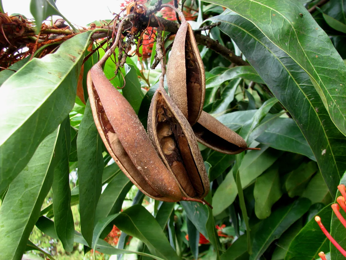 Bunya Waratah