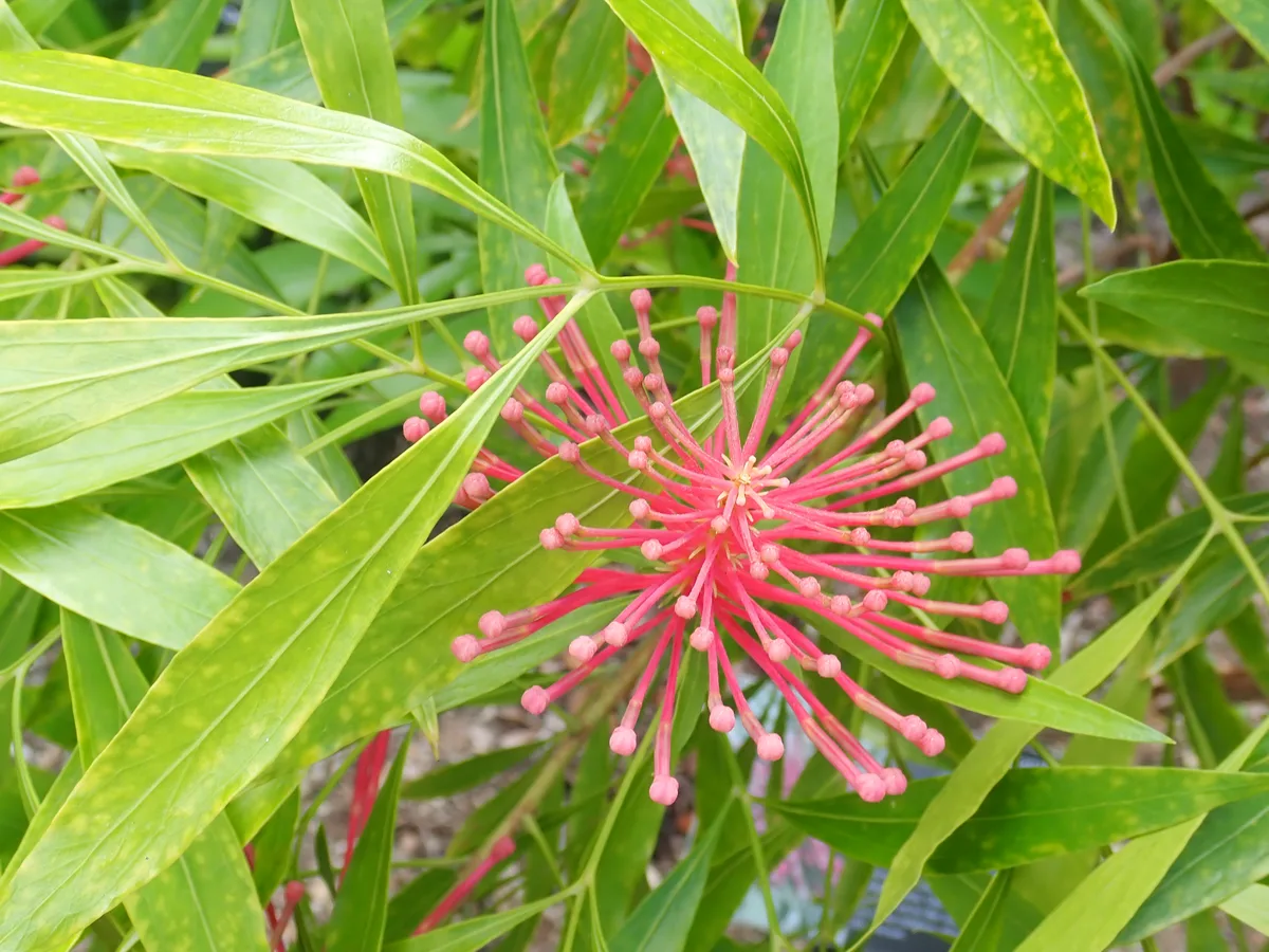 Queensland Waratah