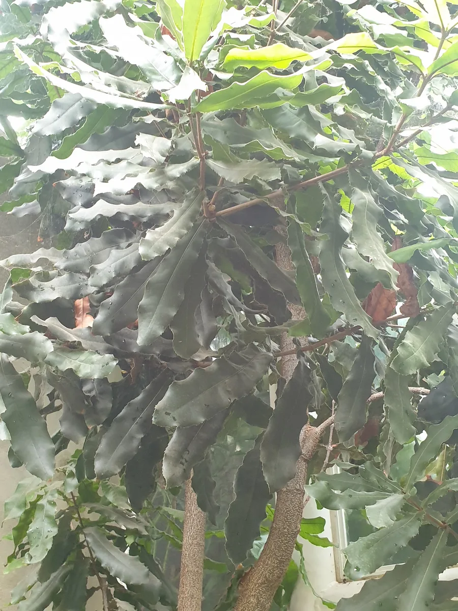 Rough-shelled Macadamia