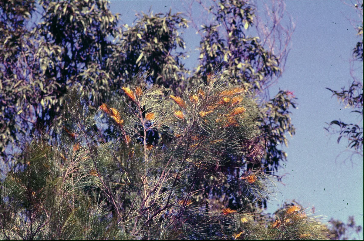 Fern-leaf Grevillea