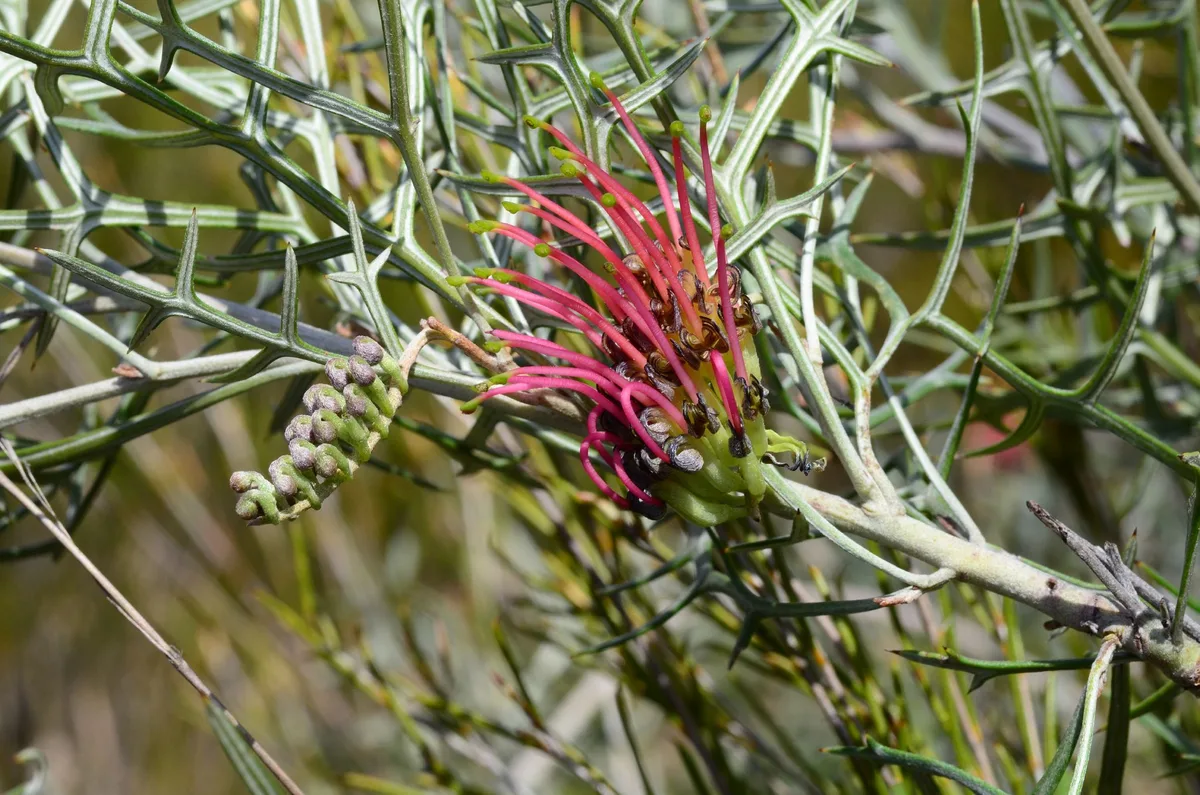 Holly Grevillea (Grevillea ilicifolia)