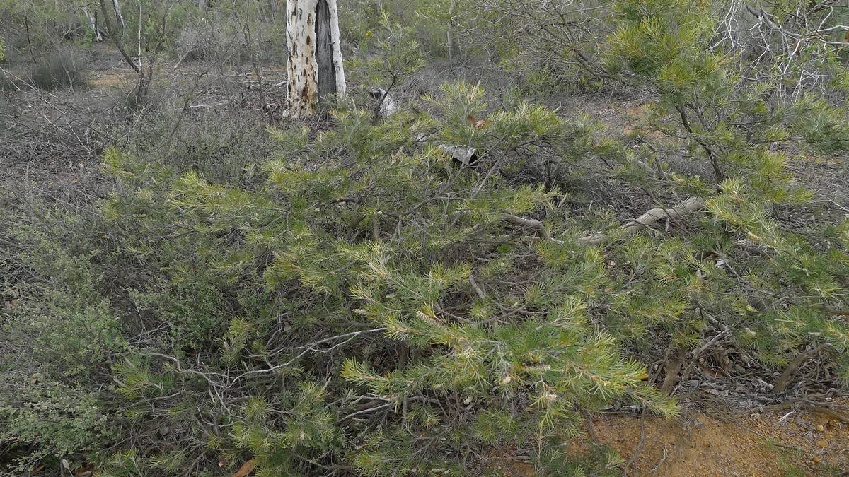 Toothbrush Grevillea (Grevillea hookeriana)