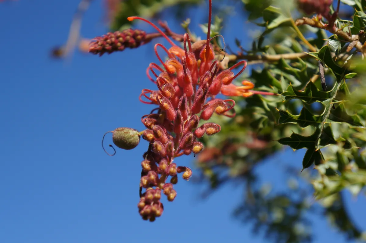 Red Pokers (Grevillea bipinnatifida)