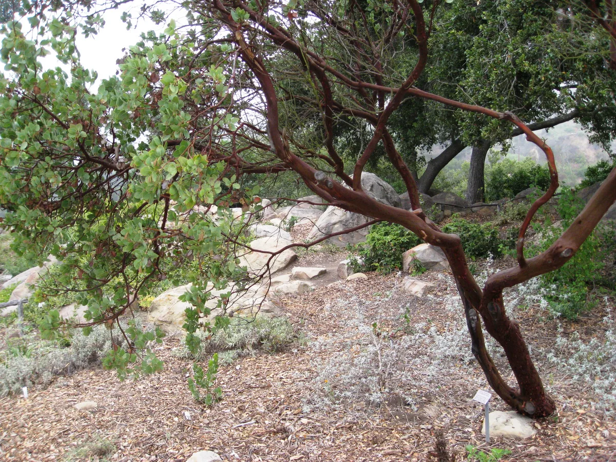 Big Berry Manzanita