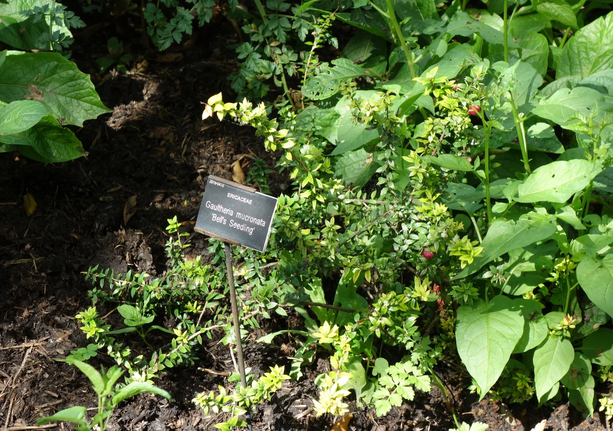 Snowberry Wintergreen (Gaultheria mucronata)