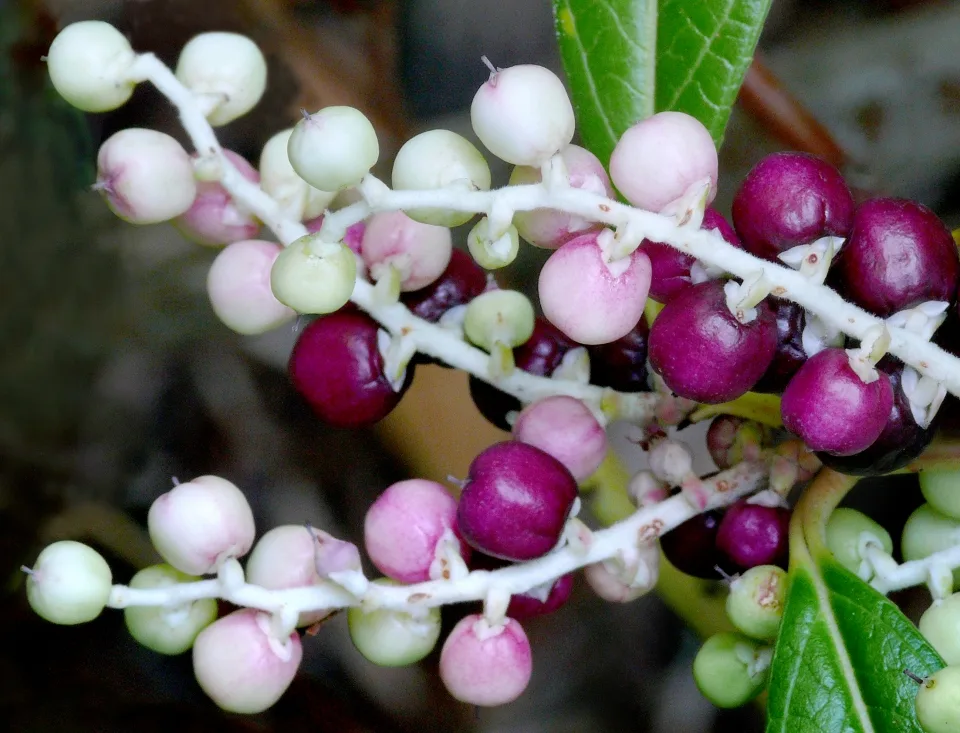 Himalayan Wintergreen (Gaultheria fragrantissima)
