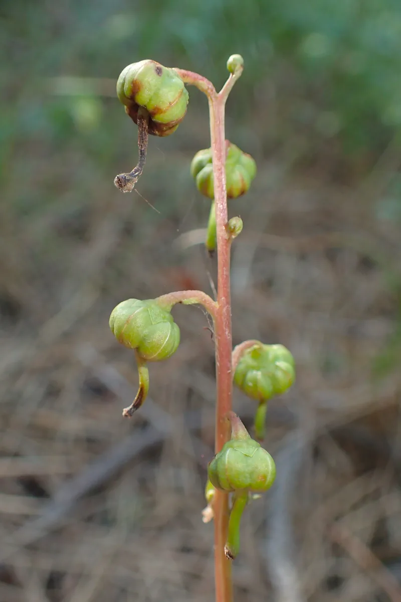 Green-flowered Wintergreen