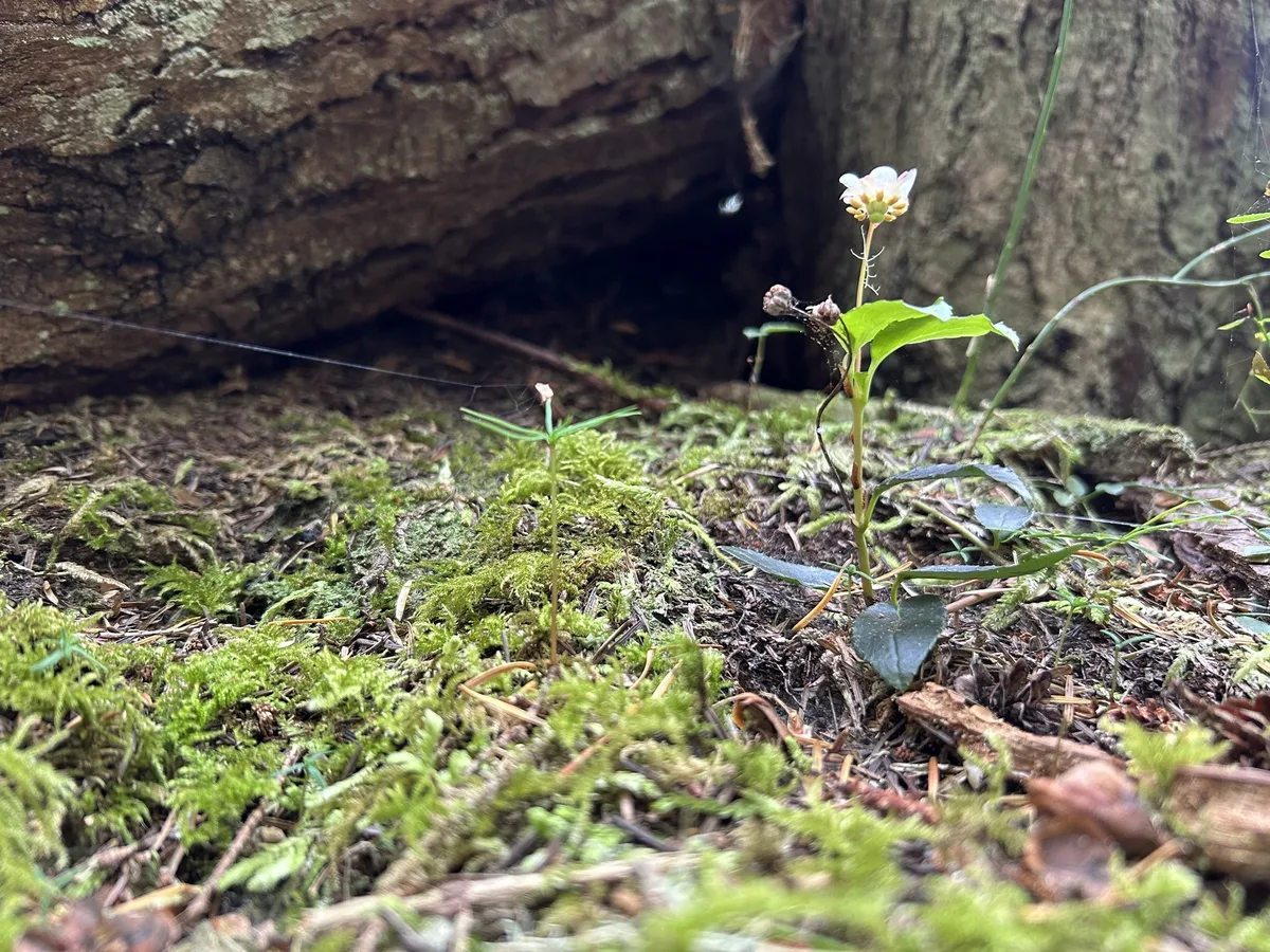 Princes Pine (Chimaphila menziesii)