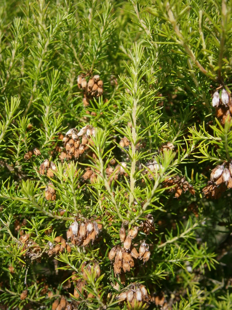 Darley Heath (Erica erigena)
